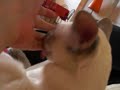 c�lins et l�chouilles