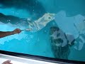 Jewfish (Goliath Grouper) in Dry Tortugas