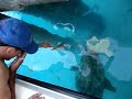 Jewfish (Goliath Grouper) in Dry Tortugas