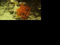 Clown fish at the red sea Clown fish at the red sea