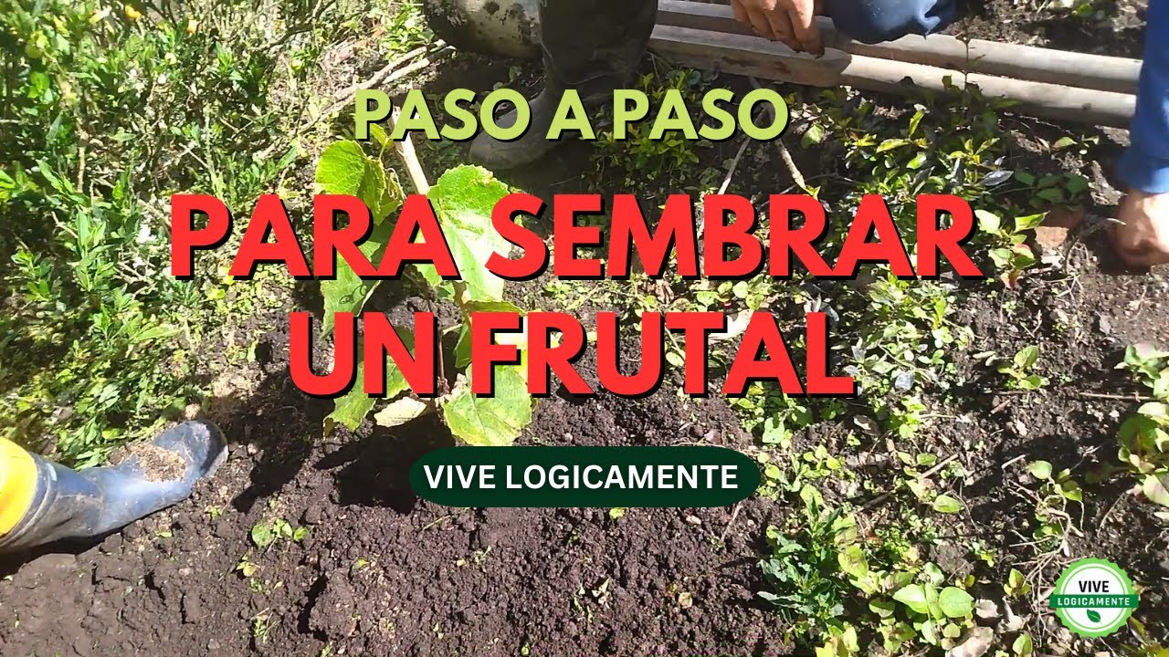 Paso a paso siembra de frutal Vive Logicamente #vidadecampo