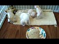 Chihuahua Puppies - One Smooth Hair Female