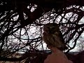 Saw-whet Owl Saw-whet Owl