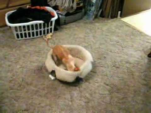 chihuahua