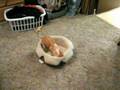 Crazy Chihuahua Puppy - YouTube