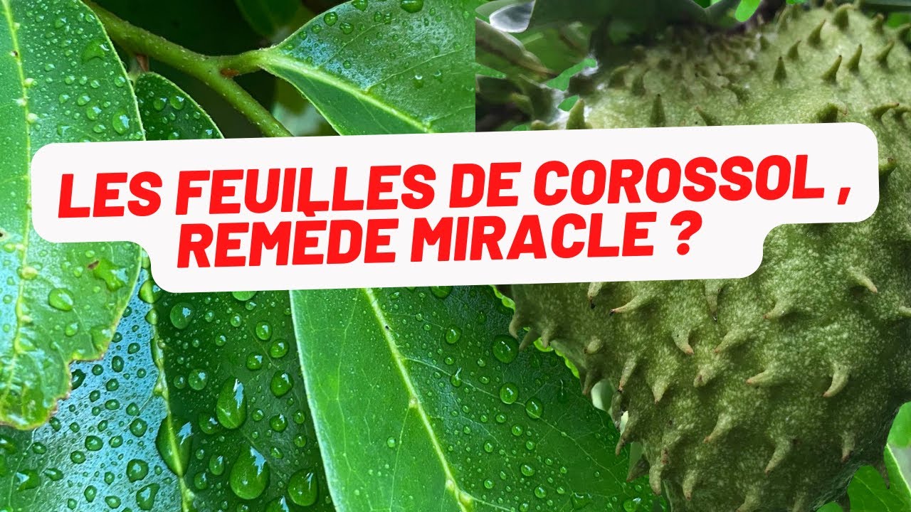 🌱Les feuilles de corossolier, anti cancérigène? Miracle ?