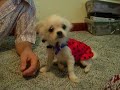 ladybug Chihuahua/Pekingese