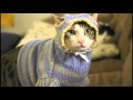 Cats and Sweaters (promo) BRETT GRETZKY