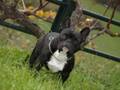 videos de Ekilore Tximist (Thor)