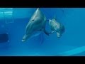 Dolphin Tale 2 - Official Teaser Trailer video