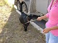petting zoo pt 2