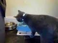 Wafer Blue British Shorthair Dinner Time