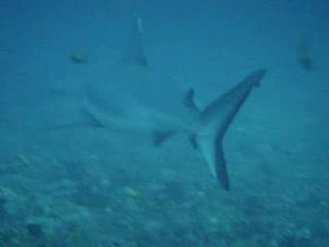 Tiburon