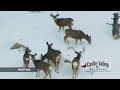 Castle Valley Outdoors - Utah Pheasant Hunt Wingshooting Orvis