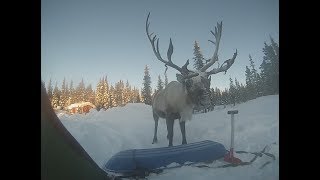Encounter with a reindeer.