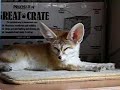 Yawn of Fennec fox