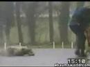 policedogs