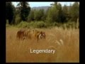 Aslan ve Kaplan g�r�nt�leri belgeseli video.