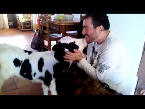 Play YouTube video