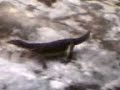 biawak in brunei.. besar nya!!