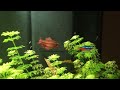 Acquario di 100 litri di Giuseppe Giunta - Barbus titteya (Barbo ciliegia)