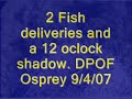 DPOF Osprey 2 fish deliveries and 12 oclock shadow