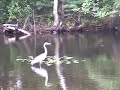 The Great Blue Heron The Great Blue Heron