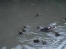 Ducklings