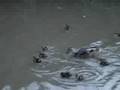 Ducklings
