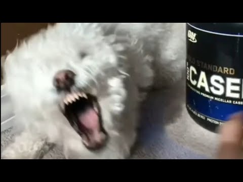 Quincy selfish dog videos