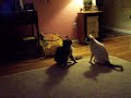Boxing Jasper the Maine Coon Cat