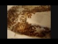 The Recipe to Greater Brood - Myrmica rubra [HD]
