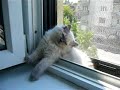 My kitty falling asleep