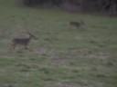 Pennington Bluegrass Buck