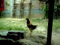 BLUBLU X GALO CATARINO
