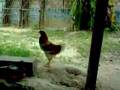BLUBLU X GALO CATARINO