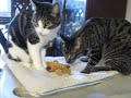 Mack and Pinkie with Dr. Noys' Catnip Toy by Kong
