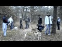 Shiba\