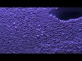 Betta Breeding Part II: Happy Fry Day!