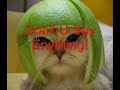 funny cats