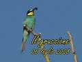 Il Gruccione (Merops apiaster)