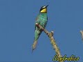 Il Gruccione (Merops apiaster)