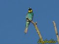 Il Gruccione (Merops apiaster)