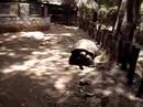 big turtle 170 years old