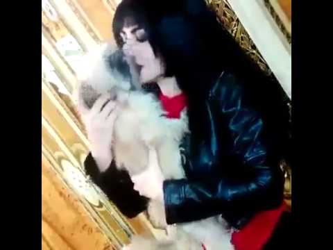 حصان ينيك بنت