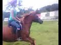 kirby doing canter poles