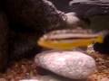 videos de PICT2977