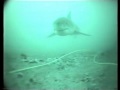 SeaBotix LBV ROV watching Great White Shark