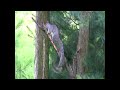 Squirrels having fun!