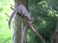 Squirrely Fun
